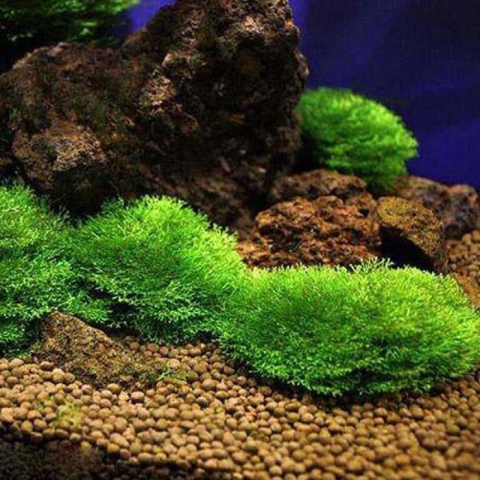 Риччия (riccia fluitans)