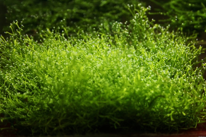 Риччия (riccia fluitans)