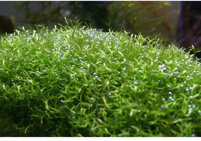 Риччия флуитанс