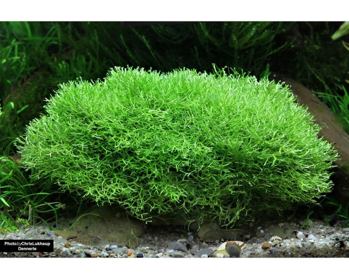 Риччия амано