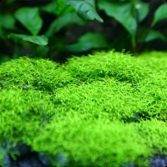 Утрикулярия аквариумное растение