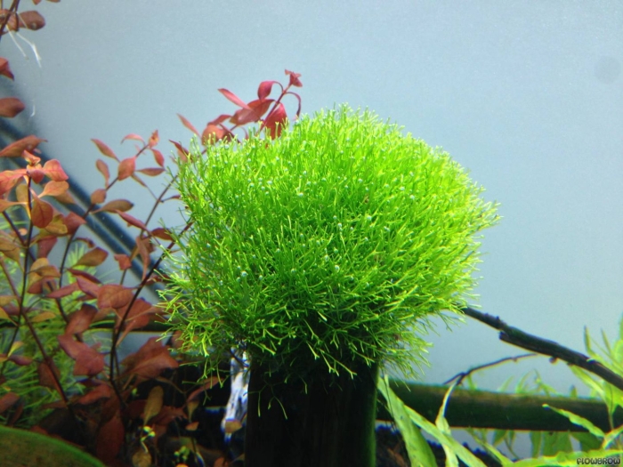 Риччия флуитанс