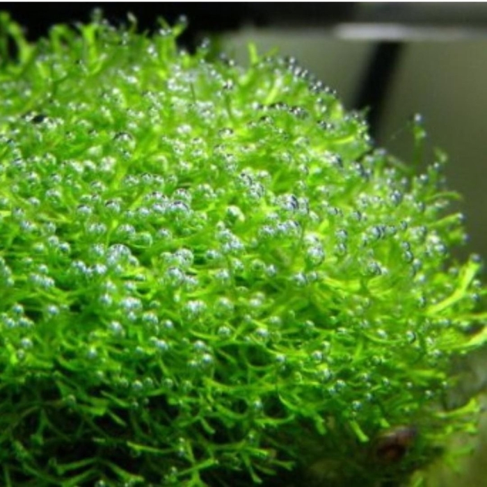 Риччия (riccia fluitans)