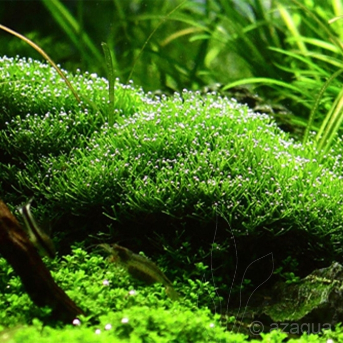 Риччия флуитанс