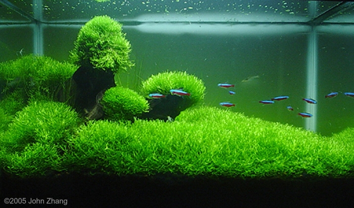 Аквариумное растение