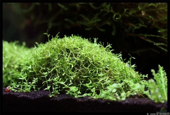 Хемиантус микрантемоидес аквариумное растение