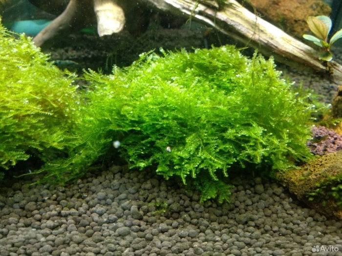 Яванский мох для аквариума