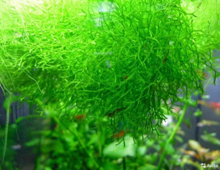 Яванский мох