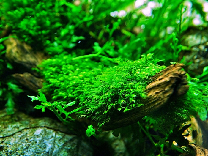 Мох рикардия аквариумное