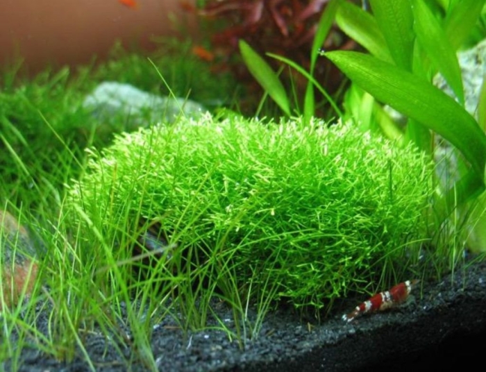 Ричия растение аквариумное