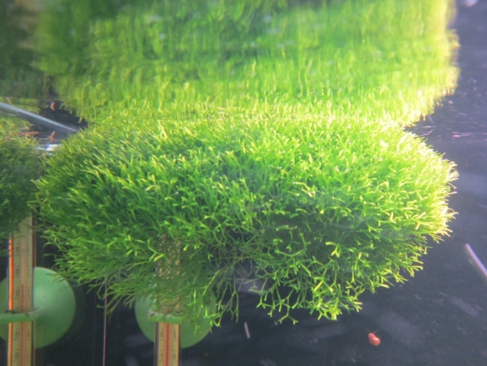 Риччия плавающая (riccia fluitans)