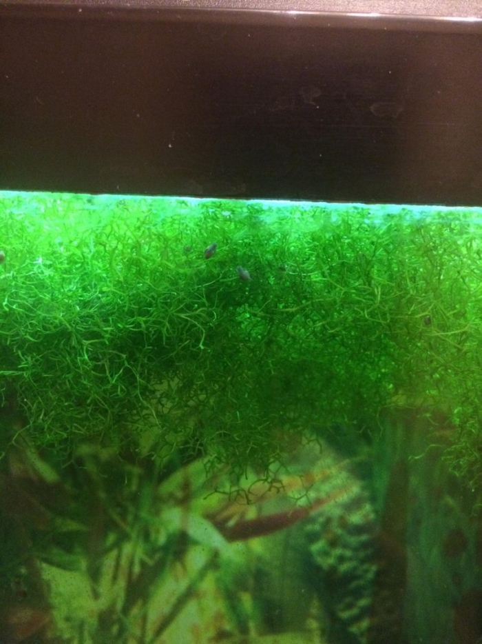 Мох яванский аквариумное растение