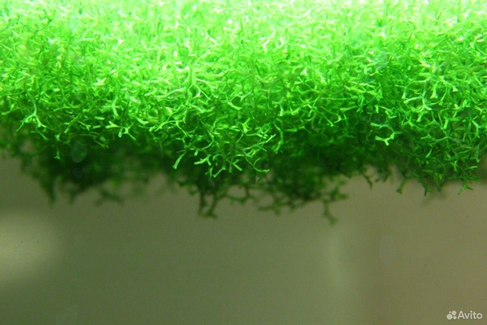 Риччия плавающая (riccia fluitans)