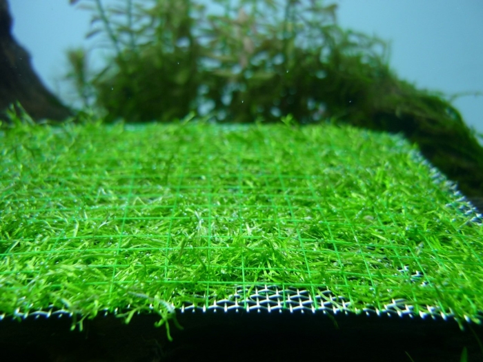 Риччия аквариумное