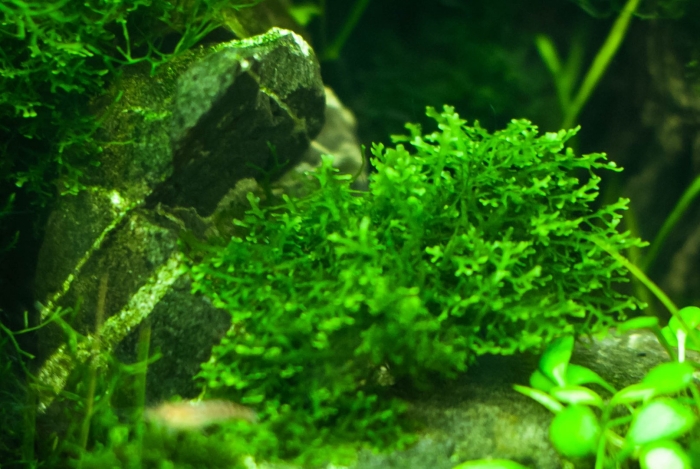 Мох риккардия хамедрифолия