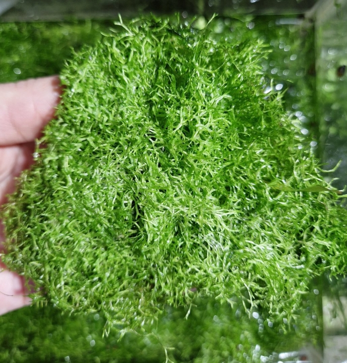 Риччия флуитанс