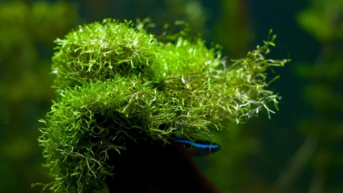 Риччия (riccia fluitans)