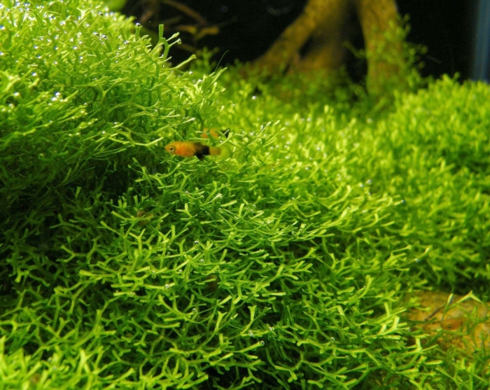 Риччия флуитанс