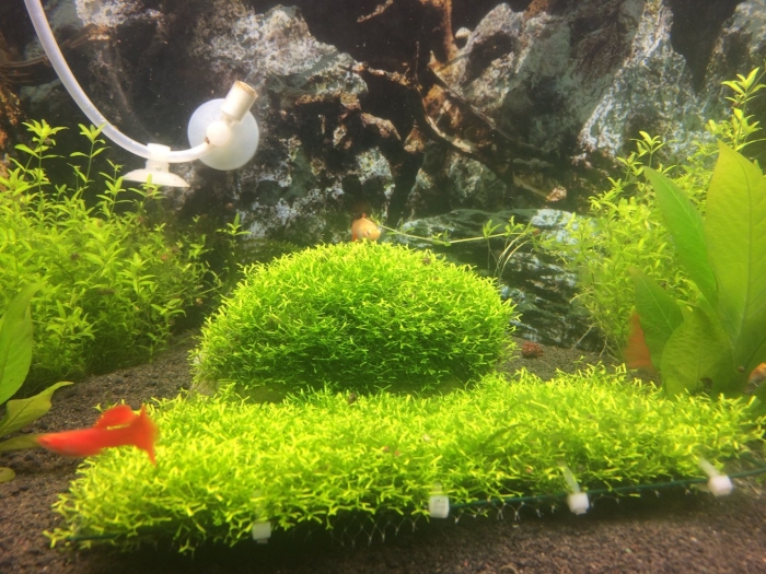 Мох риччия для аквариума