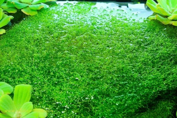 Аквариумное растение плавающее