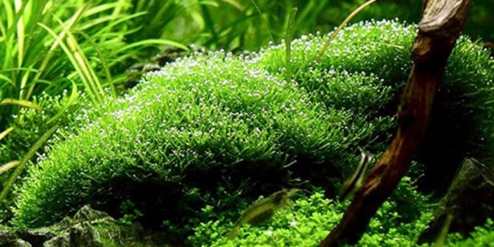 Риччия флуитанс