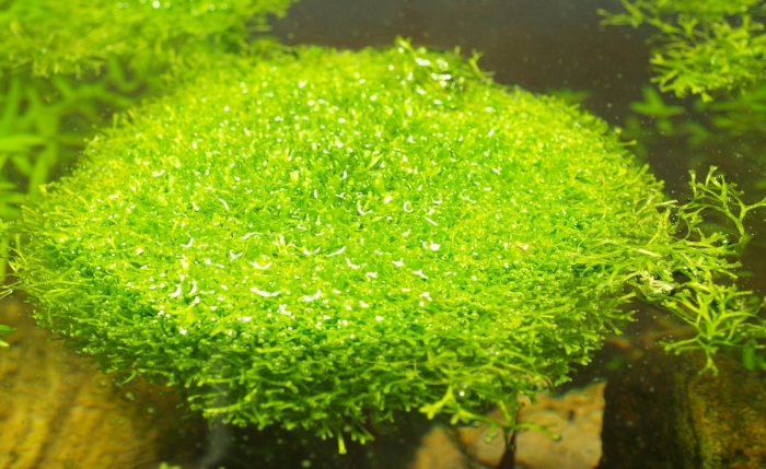 Риччия флуитанс