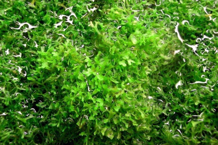 Риччия флюитанс