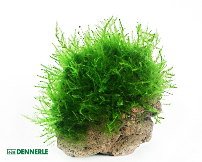 Мох яванский