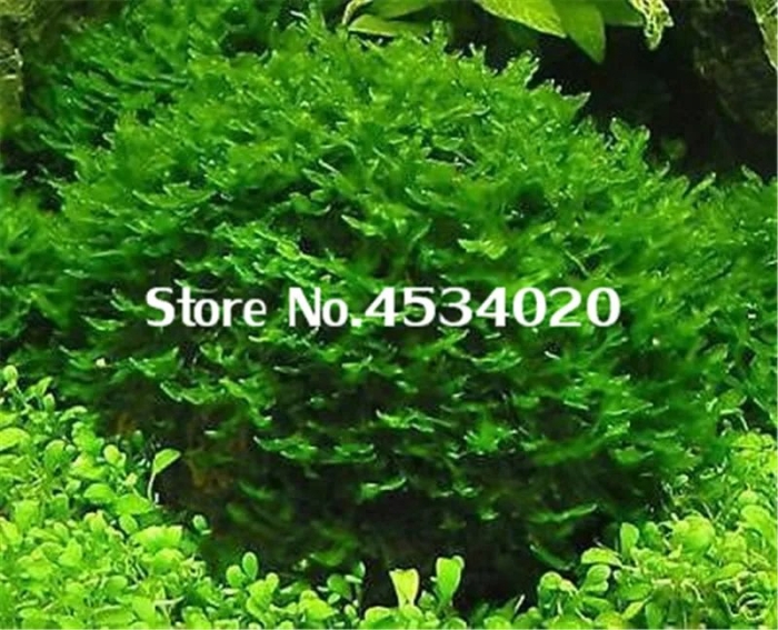 Ломариопсис аквариумное растение