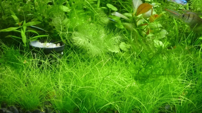 Элеохарис парвула аквариумное растение