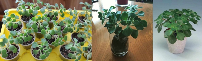 Аихризон дерево любви