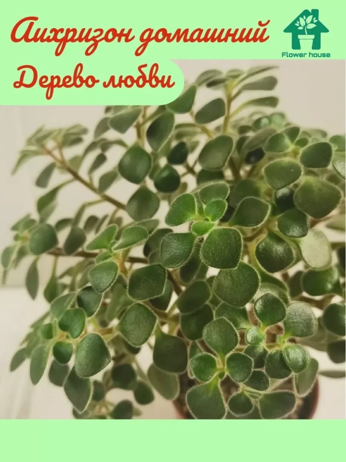 Толстянка аихризон