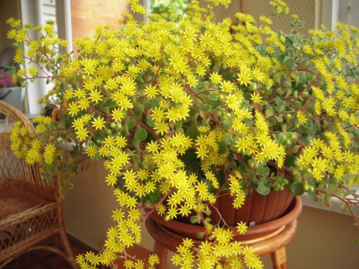 Аихризон дерево любви