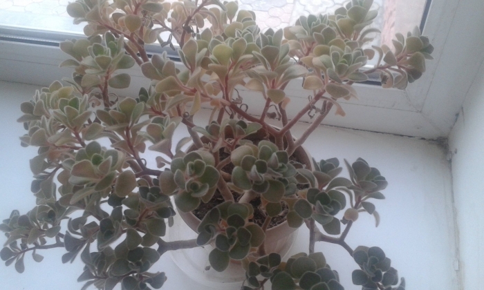 Аихризон росток