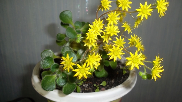 Аихризон росток