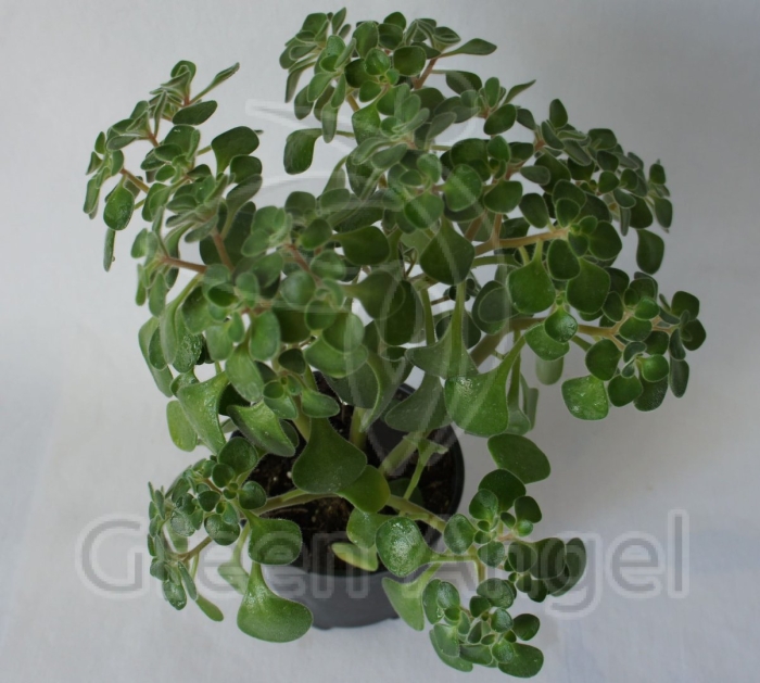 Аихризон цветок комнатный