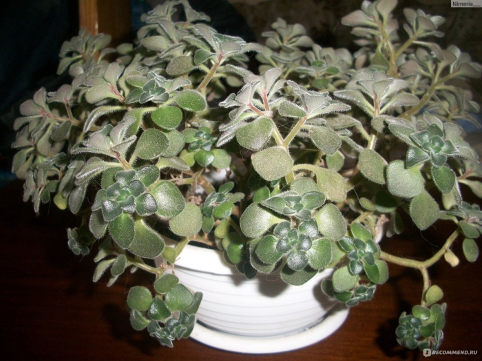 Аихризон комнатное растение