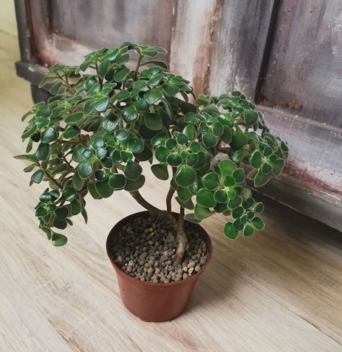 Аихризон бонсай