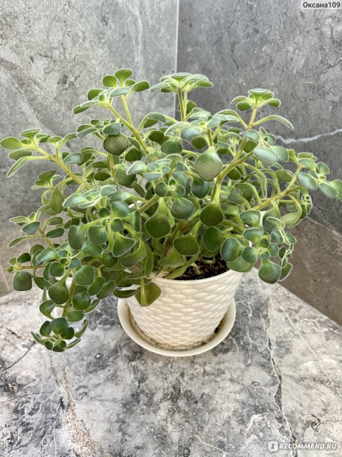 Аихризон дерево любви приметы