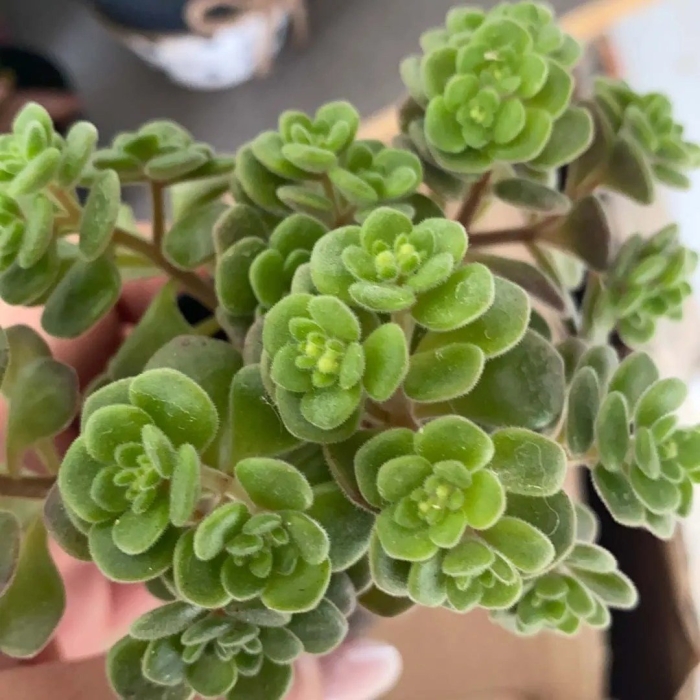 Аихризон суккулент