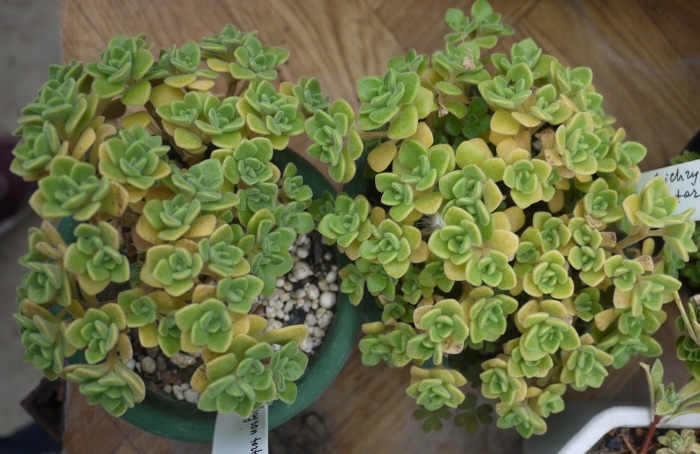 Аихризон тортуозум извилистый