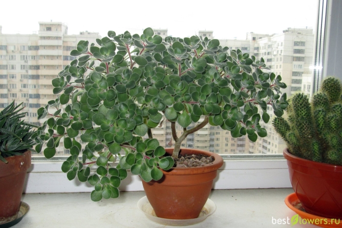 Толстянка аихризон