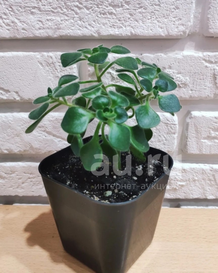 Аихризон цветок