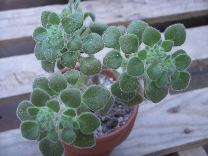 Аихризон суккулент