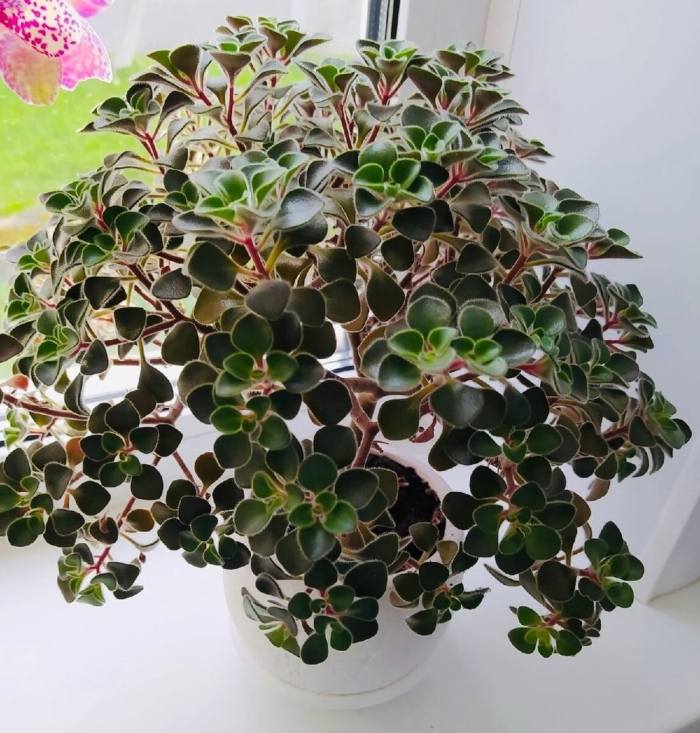 Дерево любви комнатное