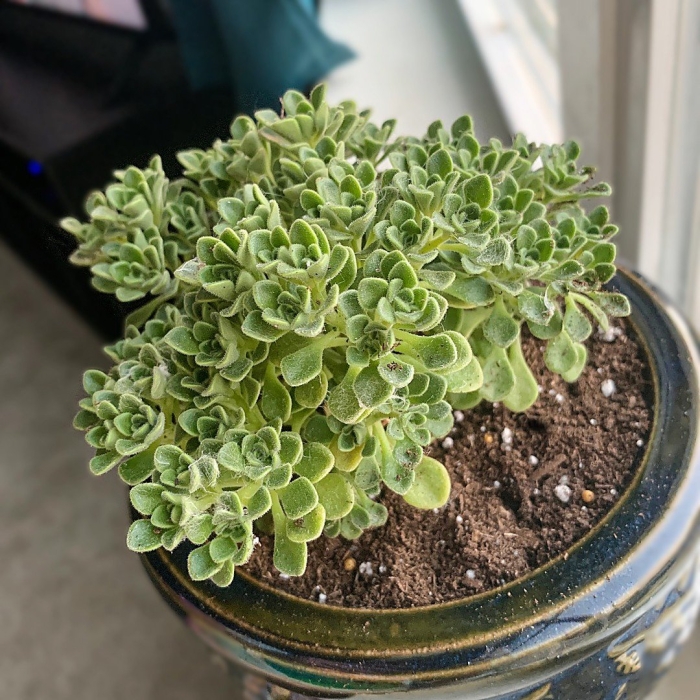 Эониум аихризон