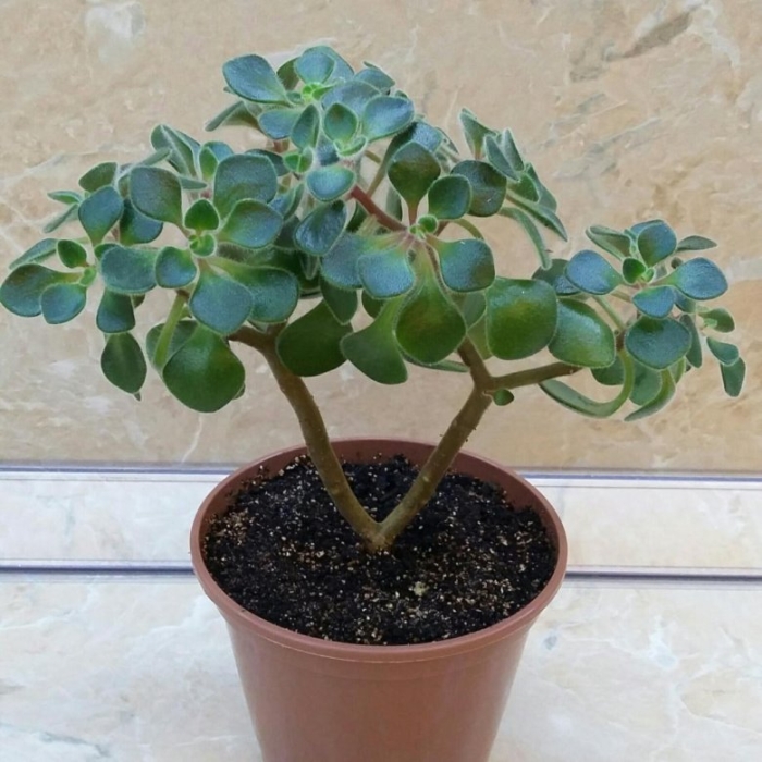 Аихризон дерево