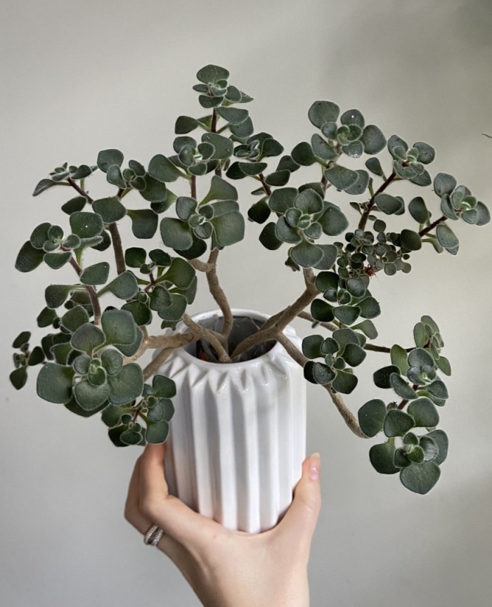 Аихризон дерево любви