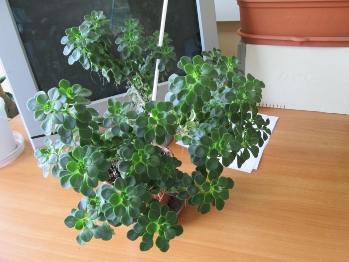 Аихризон дерево любви