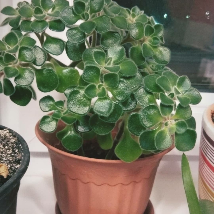 Аихризон цветок